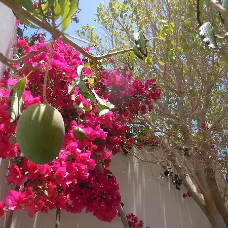 Casa Mango